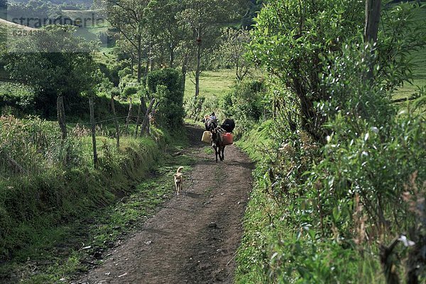 Esel  führen  Hund  Torwart  Ecuador  Südamerika  Weg