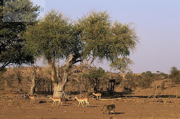 Impala  Aepyceros melampus  Afrika  Pavian  Botswana