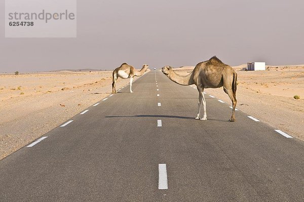 zwischen  inmitten  mitten  stehend  Fernverkehrsstraße  Kamel  Afrika  Mauretanien