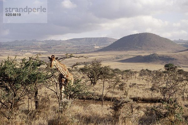 Ostafrika  Giraffe  Giraffa camelopardalis  Afrika  Kenia