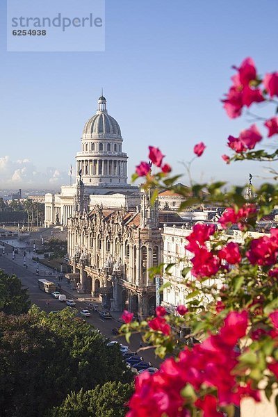 Blume  Gebäude  frontal  Westindische Inseln  Mittelamerika  Bougainvillea  Capitolio  Kuba