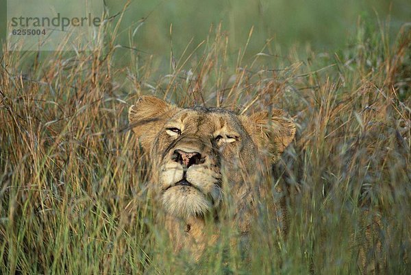 Südliches Afrika  Südafrika  Löwe  Panthera leo  Kruger Nationalpark  Afrika  Löwin