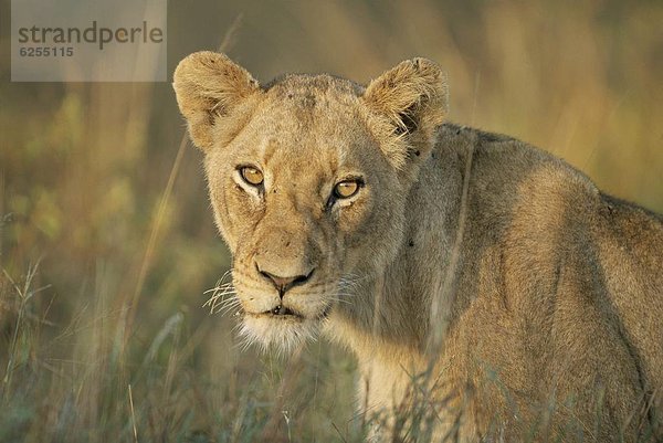 Südliches Afrika  Südafrika  Löwe  Panthera leo  Kruger Nationalpark  Afrika  Löwin