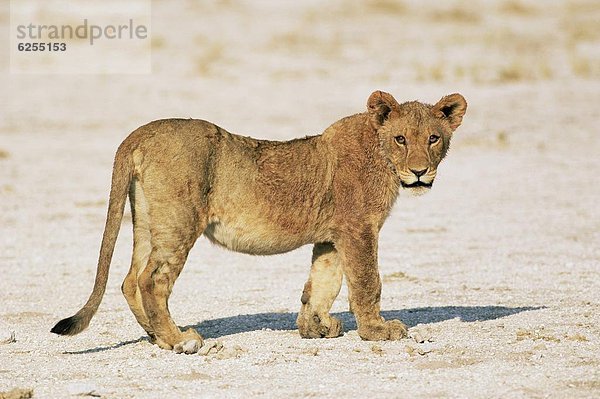 Löwe  Panthera leo  Namibia  Etoscha Wildpark  Etosha  Afrika