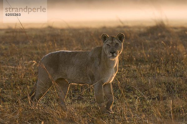 Sonnenaufgang  Dunst  Afrika  Löwin  Sambia