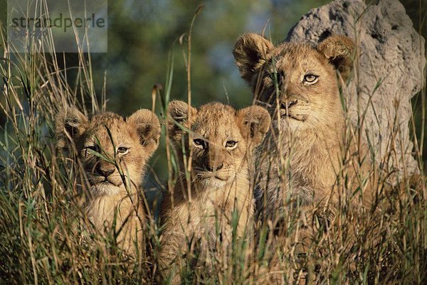 Südliches Afrika  Südafrika  Löwe  Panthera leo  Löwenjunges  Kruger Nationalpark  Afrika