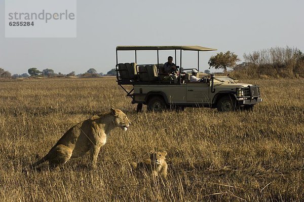 nehmen  Tourist  Gemälde  Bild  Afrika  junges Raubtier  junge Raubtiere  Löwin  Sambia