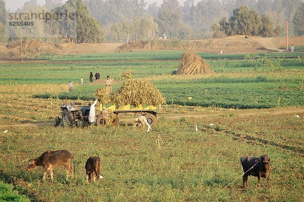 Nordafrika nahe ernten Feld Landwirtin Afrika Ägypten