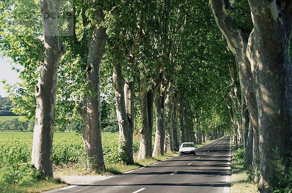 Frankreich  Europa  Auto  Baum  Fernverkehrsstraße  Menschenreihe  typisch  Herault  Languedoc-Roussillon