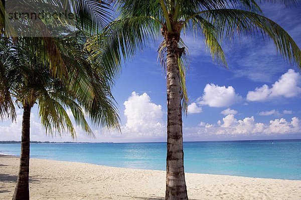 Palme  Westindische Inseln  Mittelamerika  Cayman-Inseln  Grand Cayman