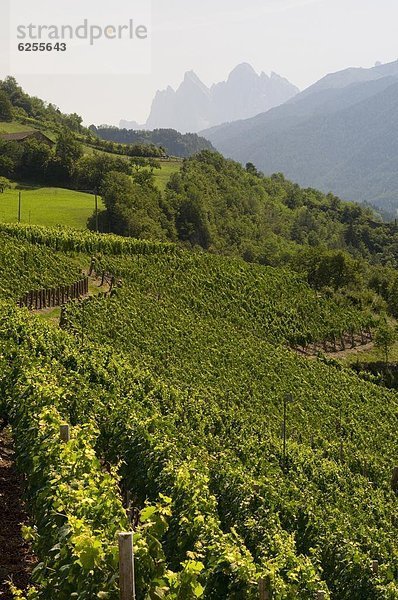 Trentino Südtirol  Europa  Weinberg  Dolomiten  Italien