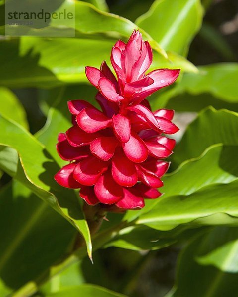 nahe  Garten  rot  Ingwer  Afrika  Seychellen  Gewürz