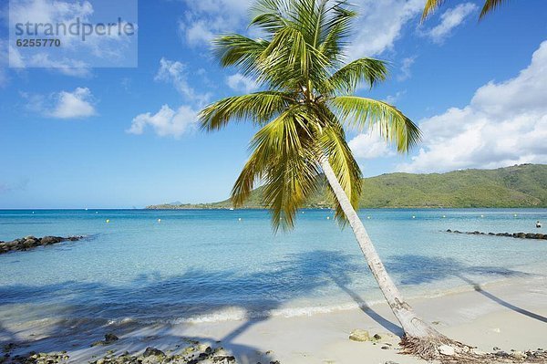 nahe  Strand  Baum  Hotel  Karibik  Westindische Inseln  Mittelamerika  Palme  Verein  Martinique  Windward Islands