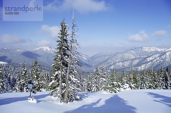 Muster  Europa  bedecken  folgen  Tal  Kiefer  Pinus sylvestris  Kiefern  Föhren  Pinie  vorwärts  Schnittmuster  Slowakei  Schnee