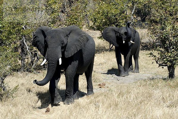 sehen  schwarz  Elefant  Afrika  Schlamm  Zimbabwe