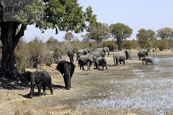 Elefant  Afrika  Schlamm  Zimbabwe