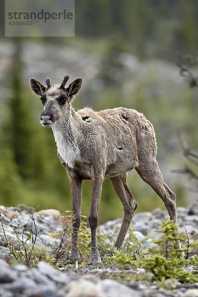 Nordamerika  British Columbia  Kanada