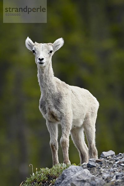 Lamm  Stein  Schaf  Ovis aries  Nordamerika  British Columbia  Kanada