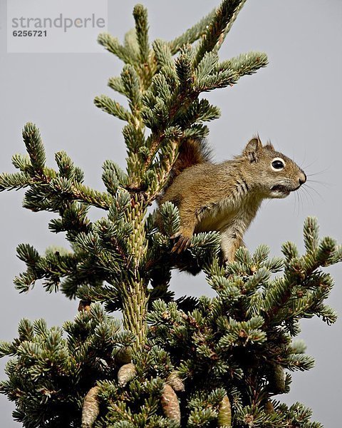 Vereinigte Staaten von Amerika  USA  Hörnchen  Sciuridae  Baum  Nordamerika  rot  Fichte  Denali Nationalpark  Alaska