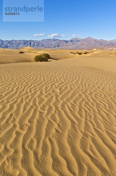 Vereinigte Staaten von Amerika  USA  hinter  Berg  Strauch  Sand  Nordamerika  Klatsch  Düne  Death Valley Nationalpark  Kalifornien