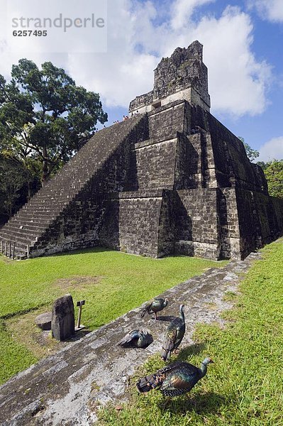 pyramidenförmig  Pyramide  Pyramiden  Truthuhn  Ruine  Mittelamerika  UNESCO-Welterbe  Maya  Guatemala  Pyramide