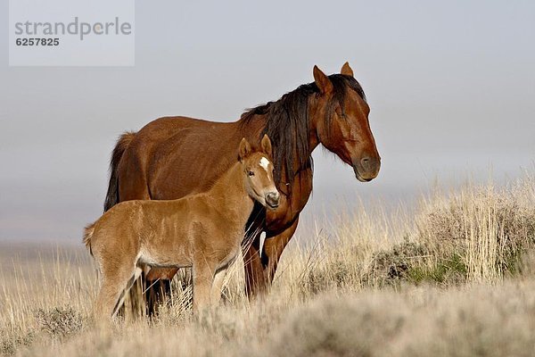 Vereinigte Staaten von Amerika  USA  Fohlen  Füllen  ungestüm  Nordamerika  Pferd  Equus caballus  Stute  Wyoming