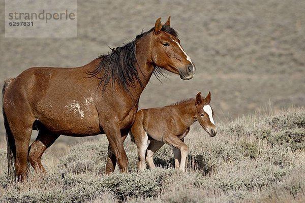 Vereinigte Staaten von Amerika  USA  Fohlen  Füllen  ungestüm  Nordamerika  Pferd  Equus caballus  Stute  Wyoming