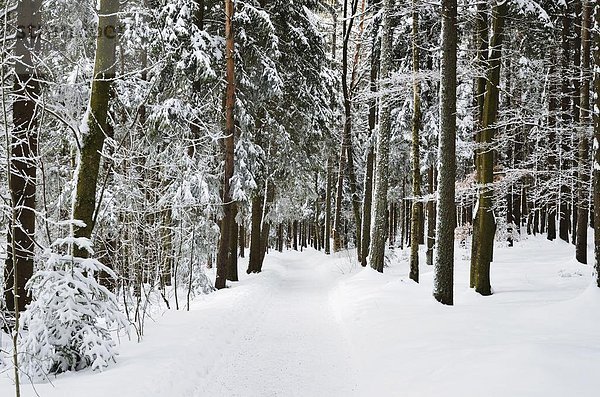 Europa  Schwarzwald  Deutschland  Winterlandschaft