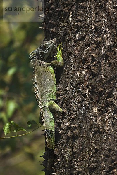 Baum  grün  Mittelamerika  Stachel  Costa Rica  Leguan  Nicoya Halbinsel