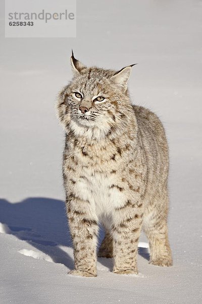 Vereinigte Staaten von Amerika  USA  Nordamerika  Gefangenschaft  Rotluchs  Lynx rufus  Luchs  lynx lynx  Schnee