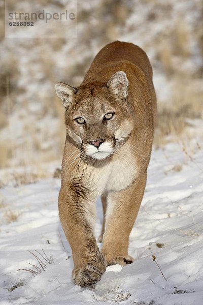 Vereinigte Staaten von Amerika  USA  Löwe  Panthera leo  Berg  Nordamerika  Gefangenschaft  Puma  Felis concolor  Berglöwe  Schnee