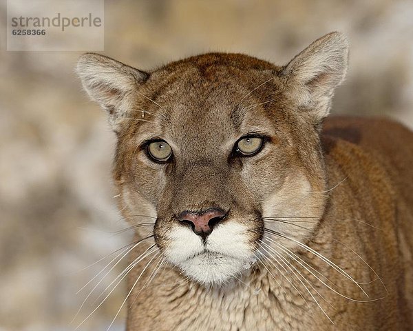 Vereinigte Staaten von Amerika  USA  Löwe  Panthera leo  Berg  Nordamerika  Gefangenschaft  Puma  Felis concolor  Berglöwe