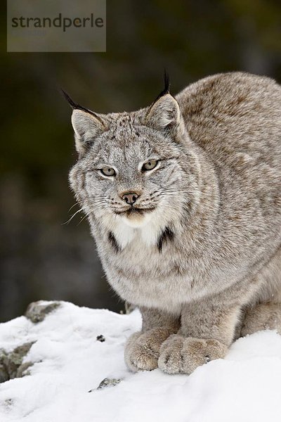 Vereinigte Staaten von Amerika  USA  Nordamerika  Gefangenschaft  kanadisch  Luchs  lynx lynx  Schnee