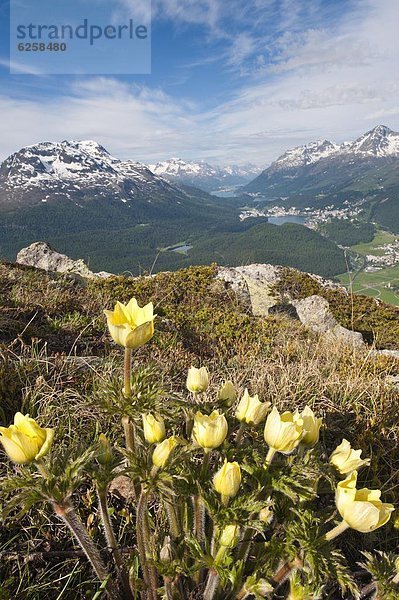 Europa  Blume  Berg  Ansicht  Schweiz