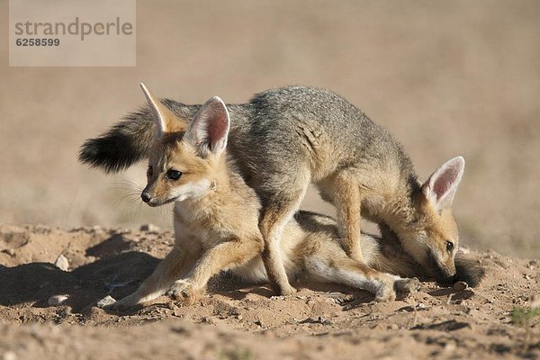 Südliches Afrika  Südafrika  Jungtier  Afrika  Fuchs  Northern Cape  Nordkap  spielen