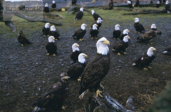 Vereinigte Staaten von Amerika USA Glatze kahl Nordamerika Alaska Adler Februar