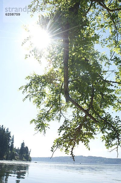 Vereinigte Staaten von Amerika  USA  Hafen  Baum  Hintergrund  Insel  Ast  Nordamerika  Obstgarten  Geräusch  glänzen  Sonne  Washington State