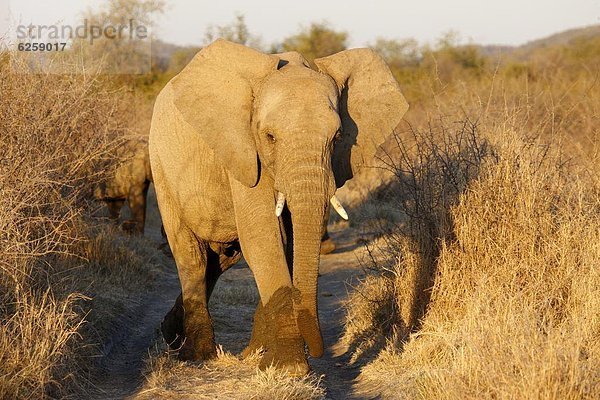 Südliches Afrika  Südafrika  Afrikanischer Elefant  Loxodonta africana  Afrikanische  Afrika  Madikwe