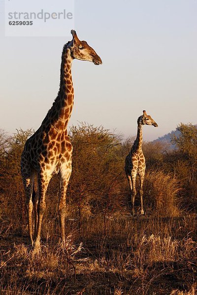Südliches Afrika  Südafrika  Giraffe  Giraffa camelopardalis  Afrika  Madikwe