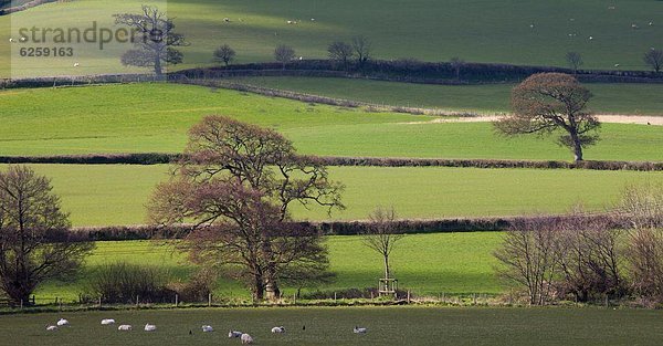 Europa  Großbritannien  England  Somerset