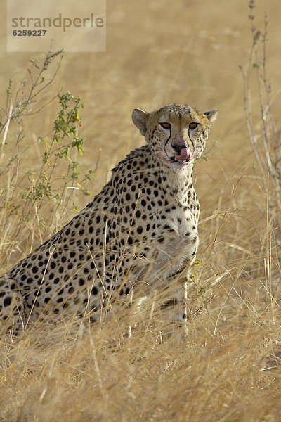 Ostafrika  hoch  oben  Gepard  Acinonyx jubatus  Reinigung  essen  essend  isst  Afrika  Kenia