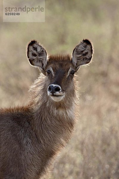 Ostafrika  Wasserbock  Kobus ellipsiprymnus  Afrika  Kenia