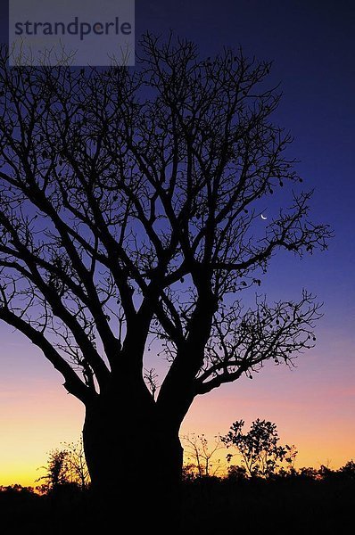 Baum  Silhouette  Mond  Pazifischer Ozean  Pazifik  Stiller Ozean  Großer Ozean  Australien  Western Australia