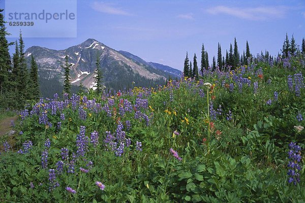 Blumenwiese  Nordamerika  Rocky Mountains  Kanada