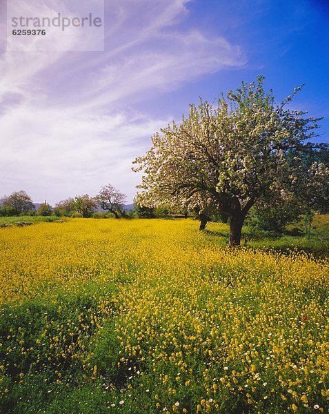 nahe Blume blühen Baum Frühling Kreta Griechenland