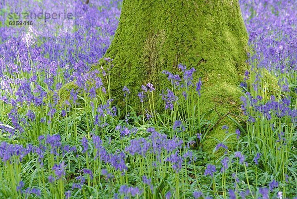 bedecken Blume Baum Großbritannien England Hampshire Moos