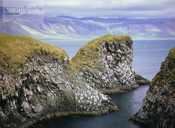 Baustelle  Steilküste  Meer  Vogel  Arnarstapi  Basalt  Island