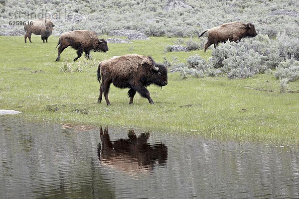Vereinigte Staaten von Amerika  USA  Spiegelung  Nordamerika  UNESCO-Welterbe  Yellowstone Nationalpark  Bison  Teich  Wyoming