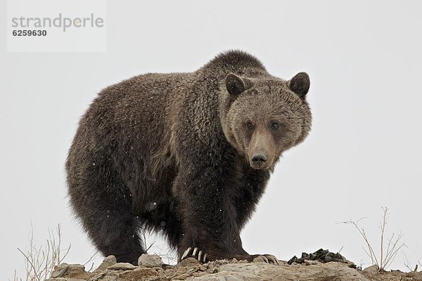 Vereinigte Staaten von Amerika  USA  Nordamerika  UNESCO-Welterbe  Yellowstone Nationalpark  Wyoming