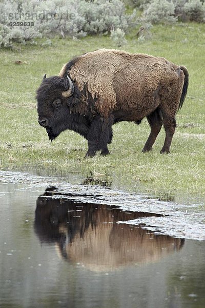 Vereinigte Staaten von Amerika  USA  Spiegelung  Nordamerika  UNESCO-Welterbe  Yellowstone Nationalpark  Bison  Teich  Wyoming